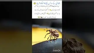 Mind Blowing Ant 🐜Facts #antfacts #naturefacts #nature #wildlife #shorts
