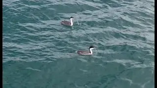 Two Western Grebes Consider Mavic Drone