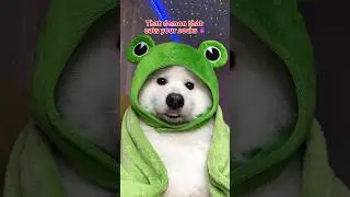 Выбрось это в окно ✨ #dogshorts #смешно #милаясобака #питомцы #tiktok #щенок ib:javadoodles