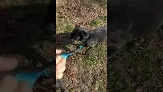 Real Test of the Iyoshop Hands Free Dog Leash