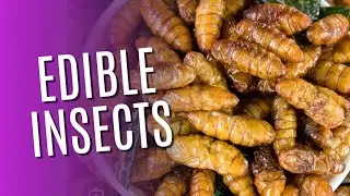 Edible Insects as Food? Bug Taste Review