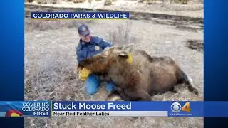 Moose Rescued From Cattle Guard