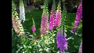 Amazing and Most Beautiful Digitalis Flowers