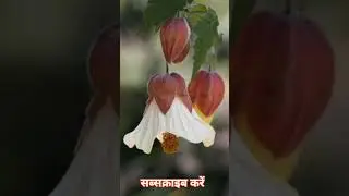 Lantern hibiscus flower plant All India #flowers #music #nature #hybridrose #rose
