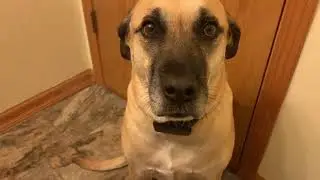 Dr.Trainer B1sPro Bark Collar---The Best Bark Collar!!
