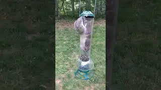 Обзор кормушки для птиц Perky Pet, защищающей от белок.