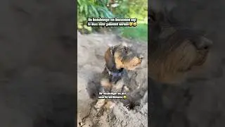 Dackelk&ouml;nigin befiehlt mehr buddeln!😂🤭 #dachshund #dackel #sicherheitsdackel #neuedeutschewelle