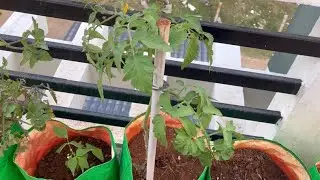 தக்காளி வளர்ப்பு பராமரிப்பு | brinjal growing | tomato plants | garden | terrace garden | harvesting