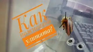 Содержание улиток | Caracolus sagemon yellow