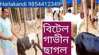 pure betal gabin sagol hailakandi goat || 9854412349
