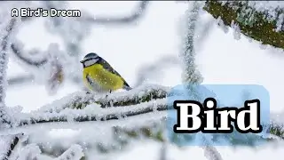 Relax with beautiful birds and music that decorate the world colorfully..! 🐦