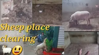 cleaning room area of Sheep 🐏😃😃👌👍🍂