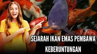 THE HISTORY OF GOLD FISH, THE BRINGER OF GOOD LUCK#fish #ikan #animals