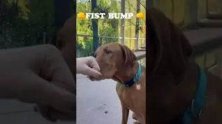 All the tricks I know #foryou #dog #puppy #cute #shorts #fypシ #fyp #tricks