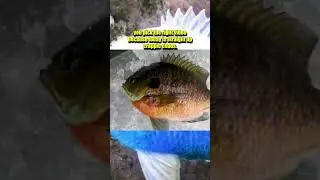 Crappie Chaos! Fast-Paced Ice Fishing Action in Michigan ❄️🎣