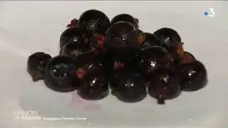 Le cassis en Bourgogne, une fili&egrave;re qui ne conna&icirc;t pas la crise