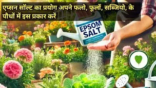 Use Epson Salt in your fruits, flowers, vegetable plants in this way #epsomsalt #use #plants