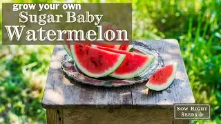 Sow Right Seeds | Sugar Baby Watermelon