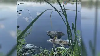 Smelly problem at Sloans Lake