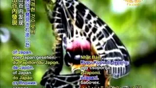 An exquisite butterfly is seen in Bhutan after 78 years