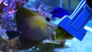 Zebrasoma Scopas   Sailfin Brown Tang   undervalued Reef Tang   Pretty fish