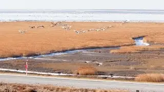 Winter reed harvest safeguards migratory birds at Liaohe Estuary Wetland