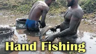 Best Village Hand Fishing Video | Giant Snakehead Fish Catching by Hand