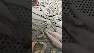 IQF Seafood Freezing Machine|Quick Freezing Process Of Fish And Shrimp
