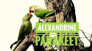 #Alexandrine parakeet&nbsp;#Alexandrian Parrots#(Psittacula eupatria)