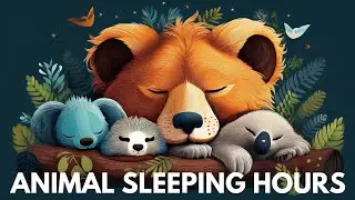 ANIMALS Sleep More Than You Think | Learn Animals | Learn ABC