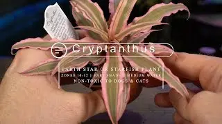 Cryptanthus Bromeliad Care || Earth Star/ Starfish Bromeliad