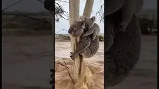 Unbelievable! Stranded Koala Reaches for Rescuer in Massive Flood  #koala  #rescue #shorts