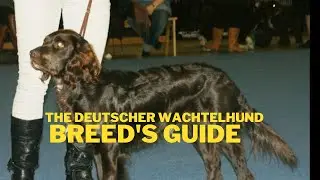 Deutscher Wachtelhund Dog Breed Information