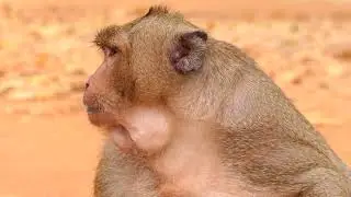 Amazing monkey Sweet Pea break a coconut for food. Wild monkey hunting food