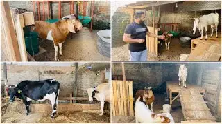 Goat Delivery To KALMUNAI /Boer Cross Breed / Goat Farm / Cow Farm / Rabbit Farm /  