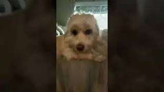 #DreamTrackAI What is my dog dreaming about