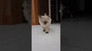 Kittens Reaction to me coming back home #pet #kitten #catlover