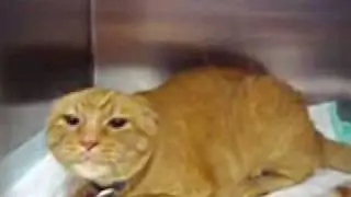 Gato Marisco..wmv