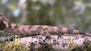 Erdelen's Horned lizard, Sri Lanka. 20110214_101624.mp4