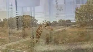 First giraffes arrive to Saint Louis Zoo WildCare Park