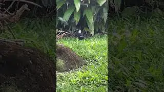 Backyard Friendly Magpie #short #shorts #video