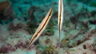 Facts: Razorfish (Coral Shrimpfish)