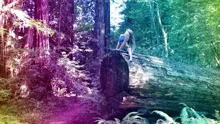 The Whereabouts - Fairy In The Wind Official Music Video