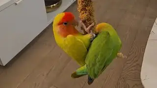 Mr Lemon & Mrs Lime | Lovebirds #animals #pets #vairalvideo #کانادا #funny #thevanview #BirdLovers