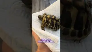Janet the Tortoise&rsquo;s Morning Routine 🐢☀️ | Cute Pet Routine #tortoise #pets #shorts #hermann