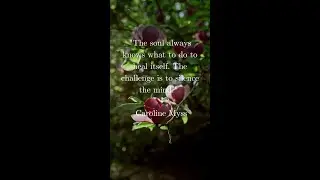 Caroline Myss - Soul Knows #positivityquote #positivemindset