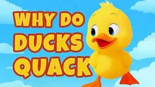 Why do ducks quack?  | Nursery Rhymes & Kids Songs