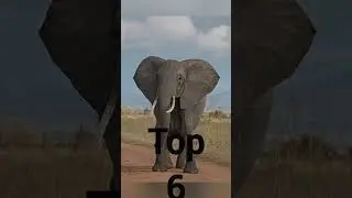 top 10 wild animals #short