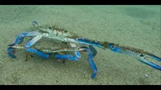 CLAWS OUT! A Blue Crab Defending Its Angry Mate #bluecrab #bluecrabs #crabbing  #crab #crabs #ワタリガニ