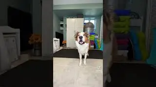 my name is chiki TikTok with three dogs